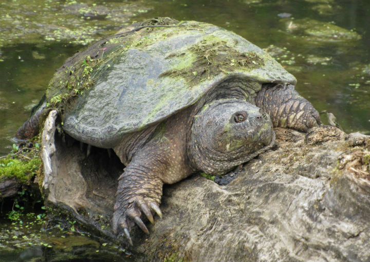 Common Snapping Turtle